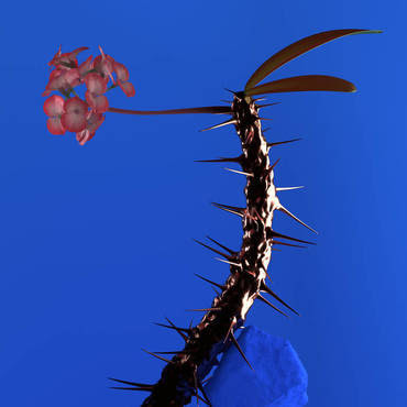 Skin Companion EP 2 (12")