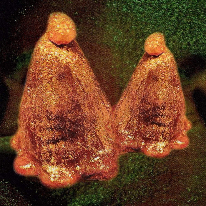 Oocyte Oil &amp; Stolen Androgens