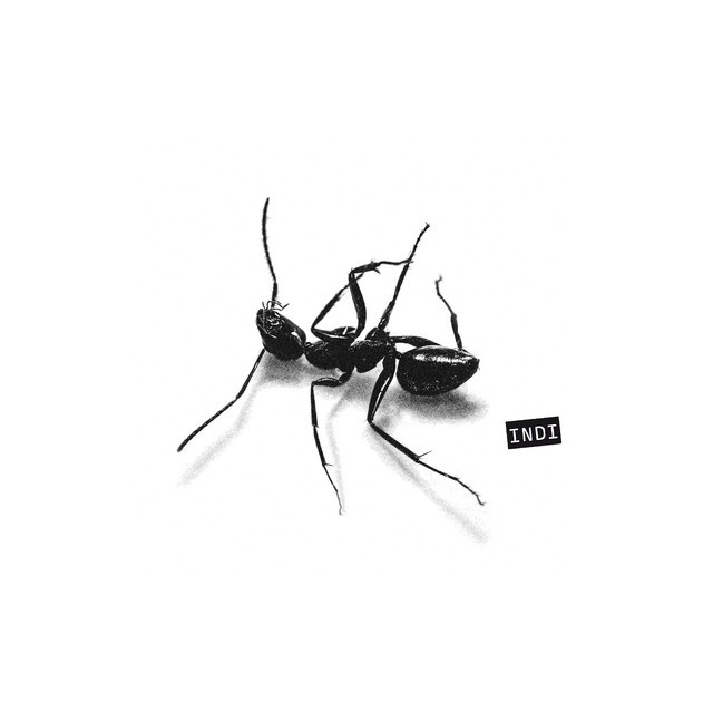 Indi (Transparent Grey Vinyl)