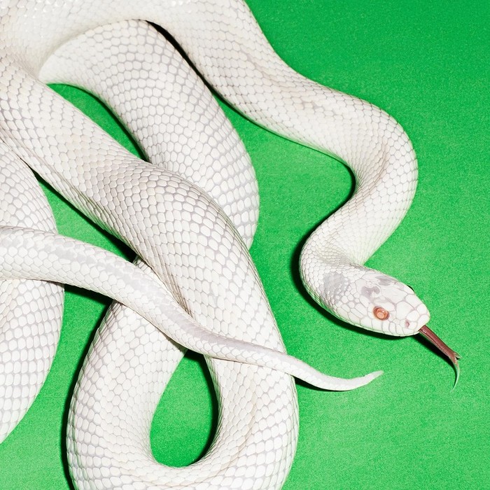 Private Music (Limited) (Clear Vinyl)