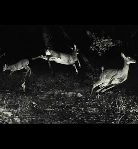 The Trees Were Buzzing, And The Grass.