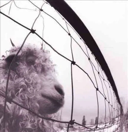 Vs. (30th Anniversary) (Remastered) (Limited) (Clear Coloured Vinyl)